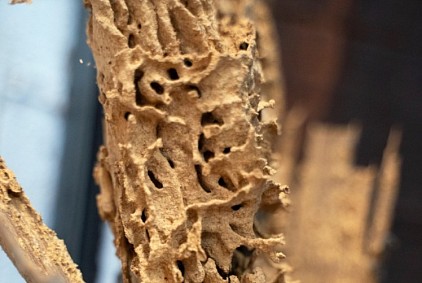 termite treatment Sydney